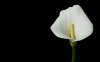 stamen.jpg