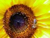 sunflower.jpg