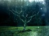 tree5c.jpg