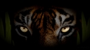 Filename=4K_HD_AMD_eyes_of_tiger_wallpaper.jpg
Filesize=1827KiB
Dimensions=3840x2160
Date added=Mar 30, 2017 4K_HD_AMD_eyes_of_tiger_wallpaper.jpg