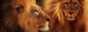 Filename=Lions_FB.jpg
Filesize=71KiB
Dimensions=851x315
Date added=Sep 05, 2012 Lions_FB.jpg