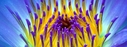 Filename=fleurs_061_FB.jpg
Filesize=84KiB
Dimensions=851x315
Date added=Sep 05, 2012 fleurs_061_FB.jpg
