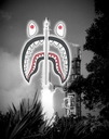 Filename=mape_shark_rocket_1ajpg.jpg
Filesize=439KiB
Dimensions=1760x2227
Date added=Dec 29, 2017 mape_shark_rocket_1ajpg.jpg