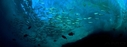Filename=ocean1_FB.jpg
Filesize=57KiB
Dimensions=851x315
Date added=Sep 05, 2012 ocean1_FB.jpg