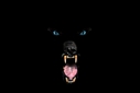 Filename=Animalface_black.jpg
Filesize=362KiB
Dimensions=2500x1667
Date added=Aug 21, 2012 Animalface_black.jpg