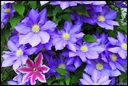 Filename=Flower_2a.jpg
Filesize=875KiB
Dimensions=2540x1707
Date added=Jun 01, 2013 Flower_2a.jpg