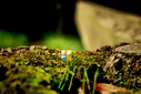 Filename=HD_Microsoft_new_2012_logo_grass.jpg
Filesize=821KiB
Dimensions=2500x1667
Date added=Sep 11, 2012 HD_Microsoft_new_2012_logo_grass.jpg