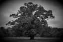 Filename=HD_Oldtree_dark_photo_wallpaper.jpg
Filesize=1048KiB
Dimensions=2560x1707
Date added=Sep 26, 2012 HD_Oldtree_dark_photo_wallpaper.jpg