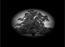 Filename=HD_Oldtree_dark_photo_wallpaper_TABLET.jpg
Filesize=432KiB
Dimensions=1920x1408
Date added=Jan 28, 2013 HD_Oldtree_dark_photo_wallpaper_TABLET.jpg
