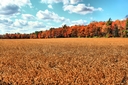 Filename=HD_field_fall_foliage_wallpaper.jpg
Filesize=1080KiB
Dimensions=1920x1280
Date added=Oct 21, 2012 HD_field_fall_foliage_wallpaper.jpg