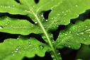 Filename=HD_leaf_green_water_drops.jpg
Filesize=972KiB
Dimensions=2500x1667
Date added=Sep 12, 2012 HD_leaf_green_water_drops.jpg