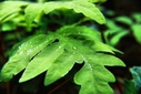 Filename=HD_leaf_green_water_drops2.jpg
Filesize=853KiB
Dimensions=2500x1667
Date added=Sep 12, 2012 HD_leaf_green_water_drops2.jpg