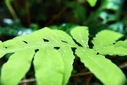 Filename=HD_leaf_green_water_drops3.jpg
Filesize=773KiB
Dimensions=2500x1667
Date added=Sep 12, 2012 HD_leaf_green_water_drops3.jpg