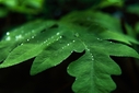 Filename=HD_leaf_green_water_drops4.jpg
Filesize=615KiB
Dimensions=2500x1667
Date added=Sep 12, 2012 HD_leaf_green_water_drops4.jpg