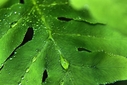 Filename=HD_leaf_green_water_drops5.jpg
Filesize=983KiB
Dimensions=2500x1667
Date added=Sep 12, 2012 HD_leaf_green_water_drops5.jpg