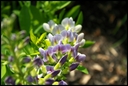 Filename=flower_3b.jpg
Filesize=819KiB
Dimensions=2540x1707
Date added=Jun 01, 2013 flower_3b.jpg