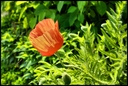 Filename=flower_4b.jpg
Filesize=1044KiB
Dimensions=2540x1707
Date added=Jun 01, 2013 flower_4b.jpg