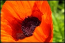 Filename=flower_5b.jpg
Filesize=1019KiB
Dimensions=2540x1707
Date added=Jun 01, 2013 flower_5b.jpg