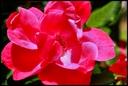 Filename=flower_6b.jpg
Filesize=931KiB
Dimensions=2540x1707
Date added=Jun 01, 2013 flower_6b.jpg